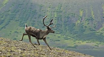 Caribou Running