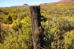 Desert Fence Post