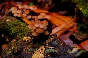 closeup view of Natural Fungus Mushroom