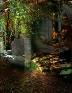 castle ruins in a dense forest