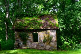green moss on an old stone building in the forest