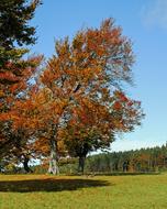 wonderful Trees Book Deciduous