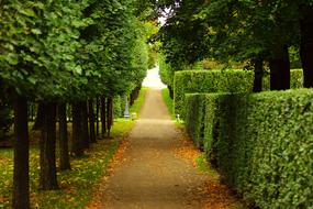wonderful Trimmed Bushes