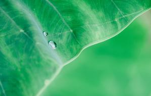 beautiful green and drop Landscape