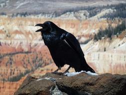 nice Raven black Bird