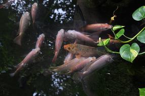 fish in a landscape park in asia