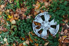 Wheel Old