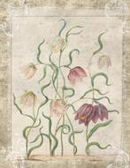 vintage flowers botanical drawing