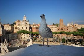 Italy Monuments and bird