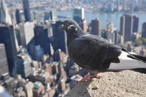 Bird of New York City