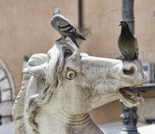 pigeons on horse sculpture, Rome, Italy