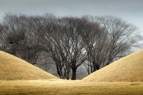 bare trees behind burial mounds, republic of korea
