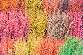 watercolor painted multicolored flowering field