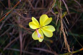 magnificent Yellow Wildflower
