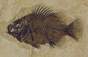 Fish fossil of Cockerellites Liops on the Fossil Butte National Monument in Wyoming, USA