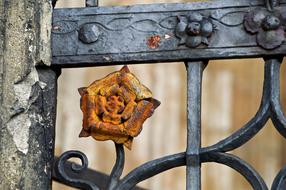 rusty rose on a forged grate in the garden