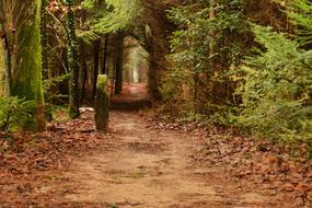 Wood Tree forest Nature