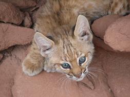 Baby Bobcat Portrait