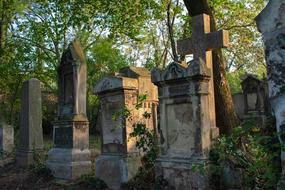 Tombstones among the plants on cemetery