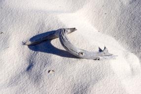 White Sand And Deadwood