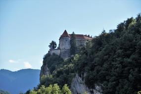 Bled Castle Rock tree