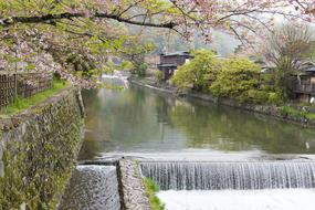 Sakura River