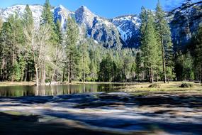 Yosemite Mountains forest