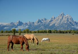 magnificent Horses Mountains