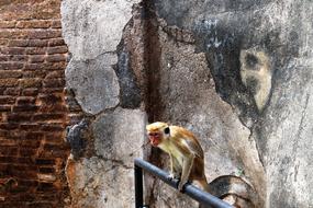 Sigiriya Sri Lanka