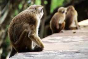 Nature Monkey