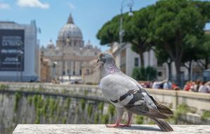 Vatican Dove Bird