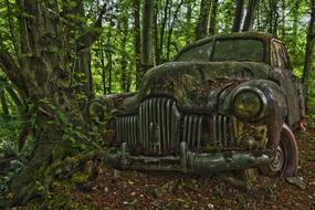 green old Car forest