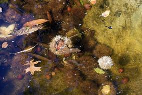 Autumn Leaves water