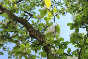 crown of magnolia tree in bloom, bottom view