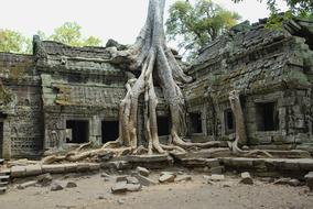 Historical Ta Prohm in Cambodia Angkor