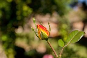 Granada Rosa Cocoon