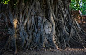 Buddha Statue face tree