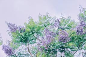 drawing of purple flowers in nature