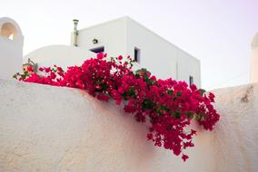 bright red flowers on a white building on Santorini island