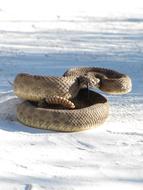 Prairie Rattlesnake
