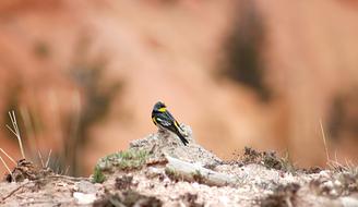 Yellow Rumped Warbler Bird