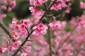 blooming sakura branch on blurred background