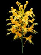 Platanthera Yellow flowers