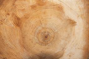 Tree Year Annual Rings
