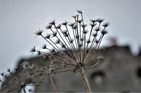 Close-up of the plant near the castle ruins in Poland