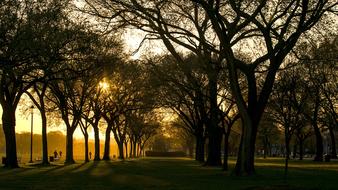 Morning photo of trees alley in Washington