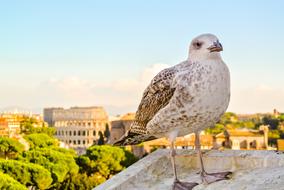 Colosseum Ave bird