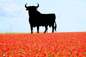 Spain Bull and red flowers