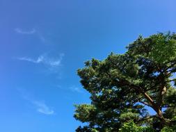 Pine Nature tree