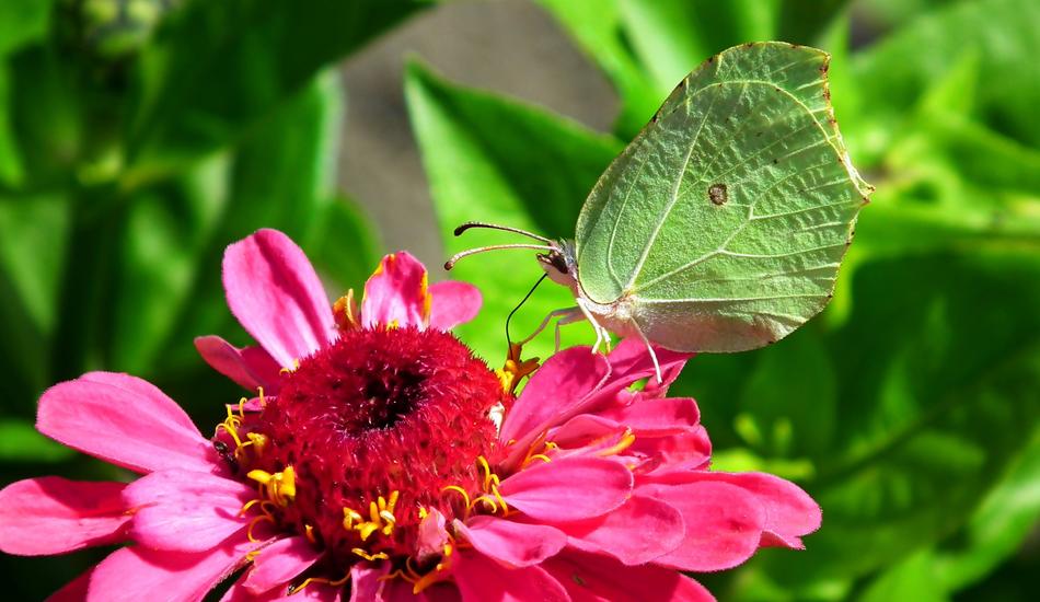absolutely beautiful Butterfly and flower